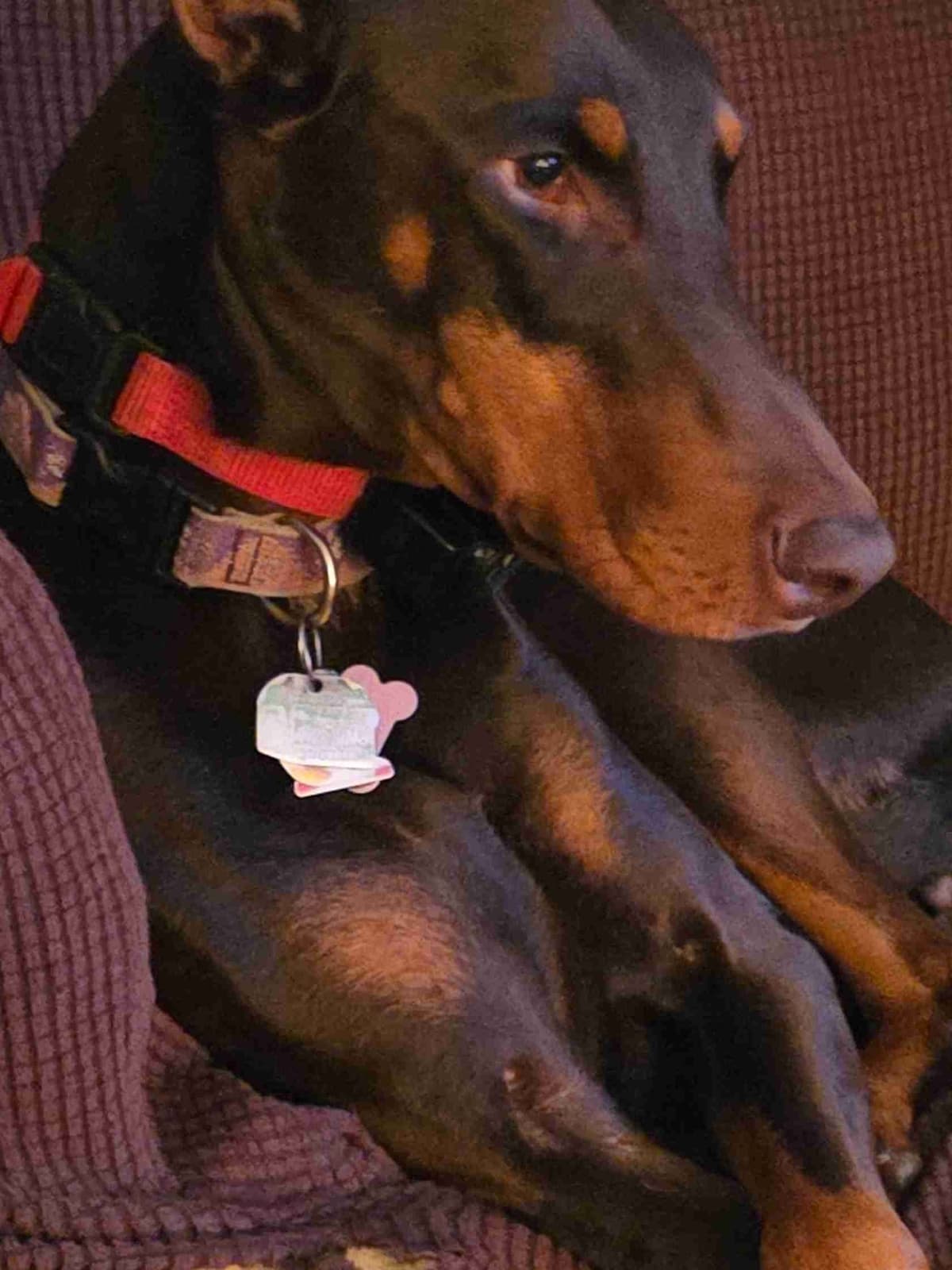 Doberman Pinscher Puppies breeder image 9