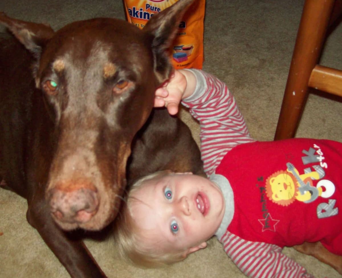 Doberman Pinscher Puppies breeder image 10
