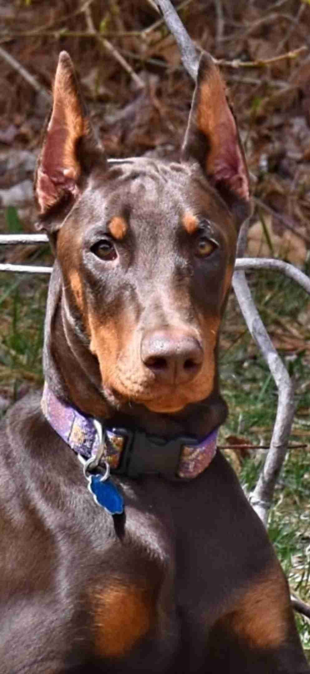 Doberman Pinscher Puppies breeder image 11