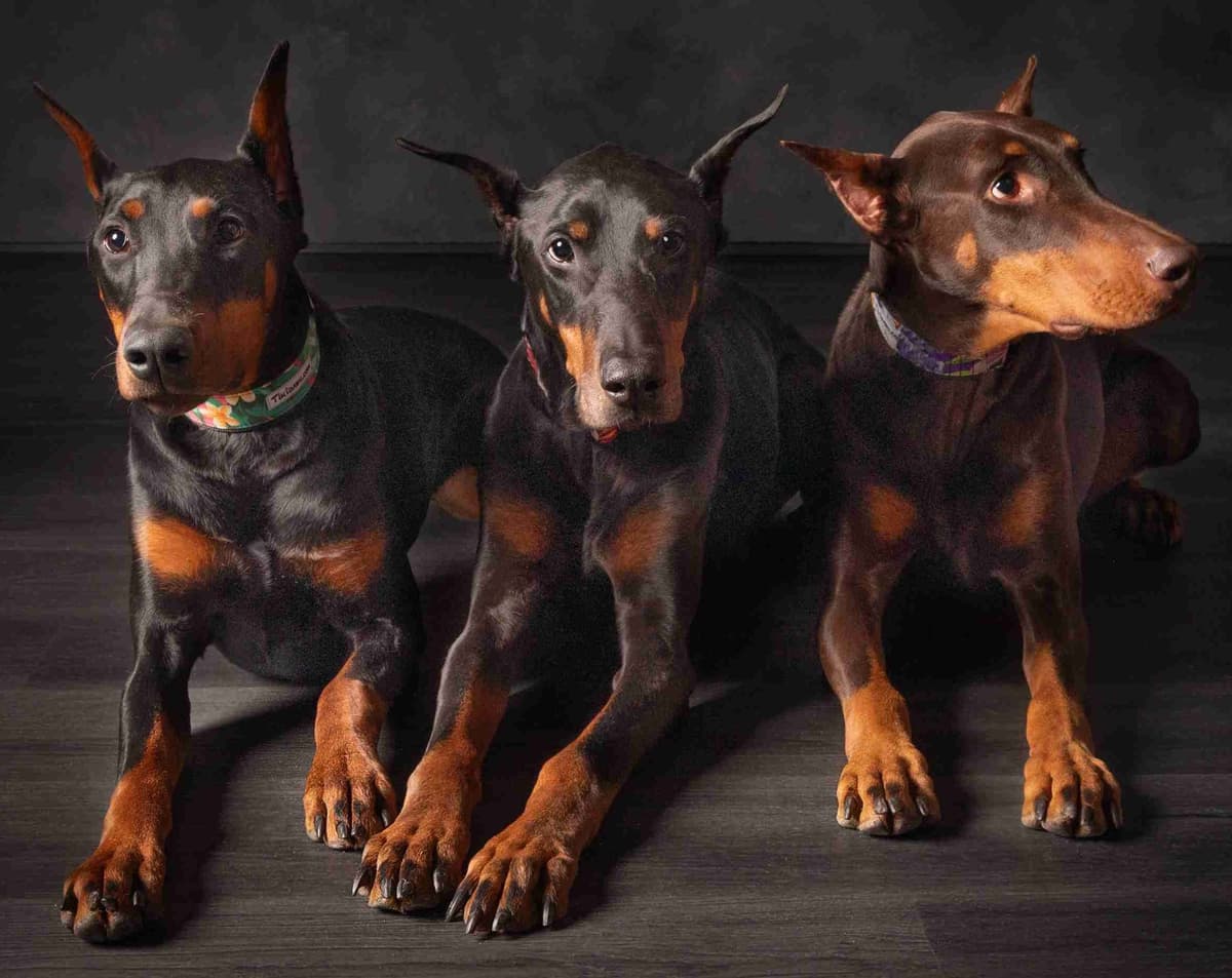 Doberman Pinscher Puppies breeder image 12