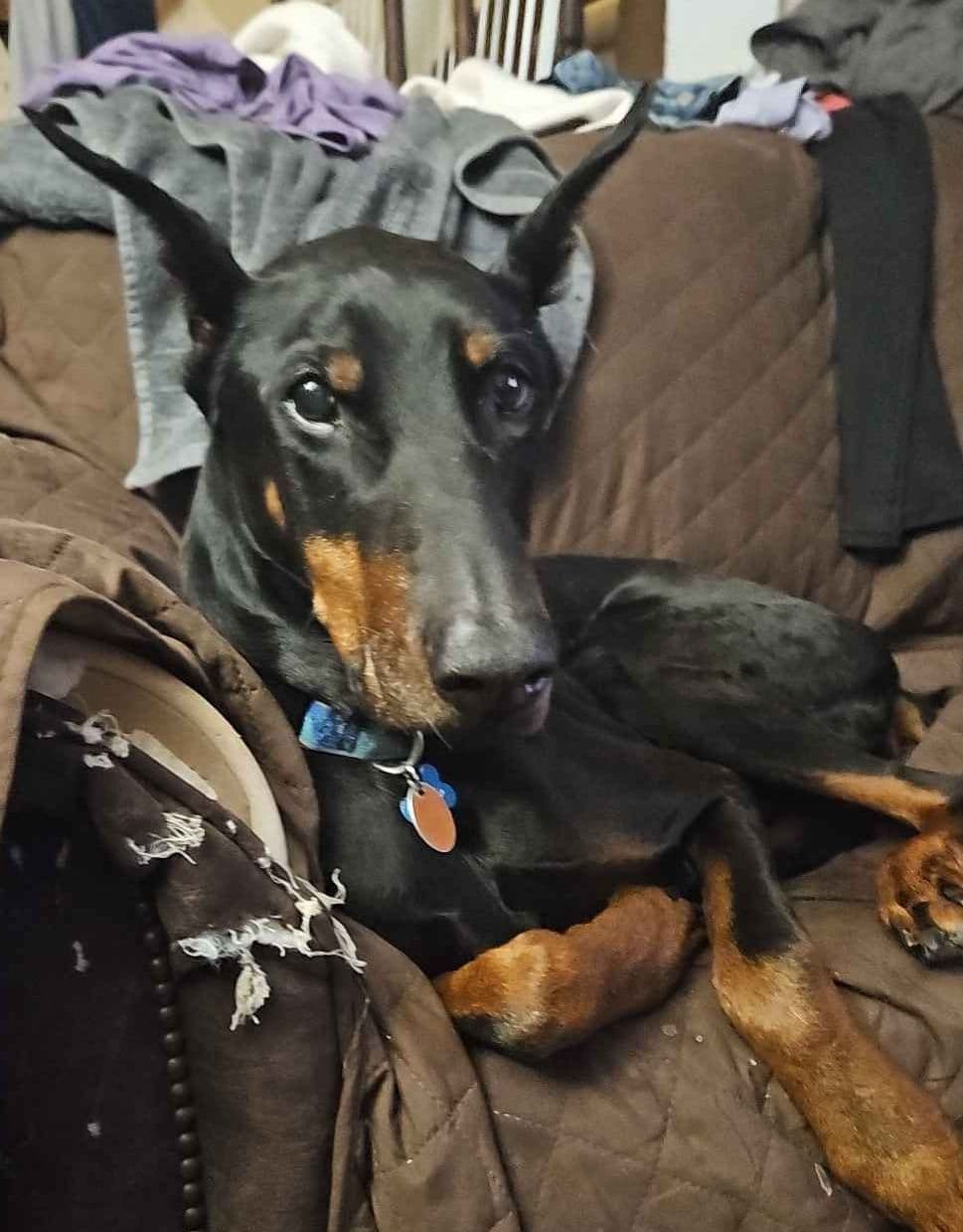 Doberman Pinscher Puppies breeder image 14
