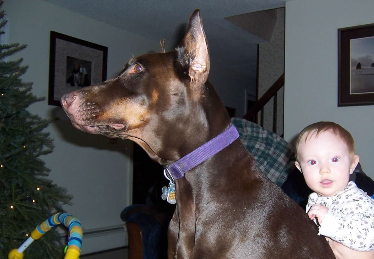 Doberman Pinscher Puppies breeder image 15