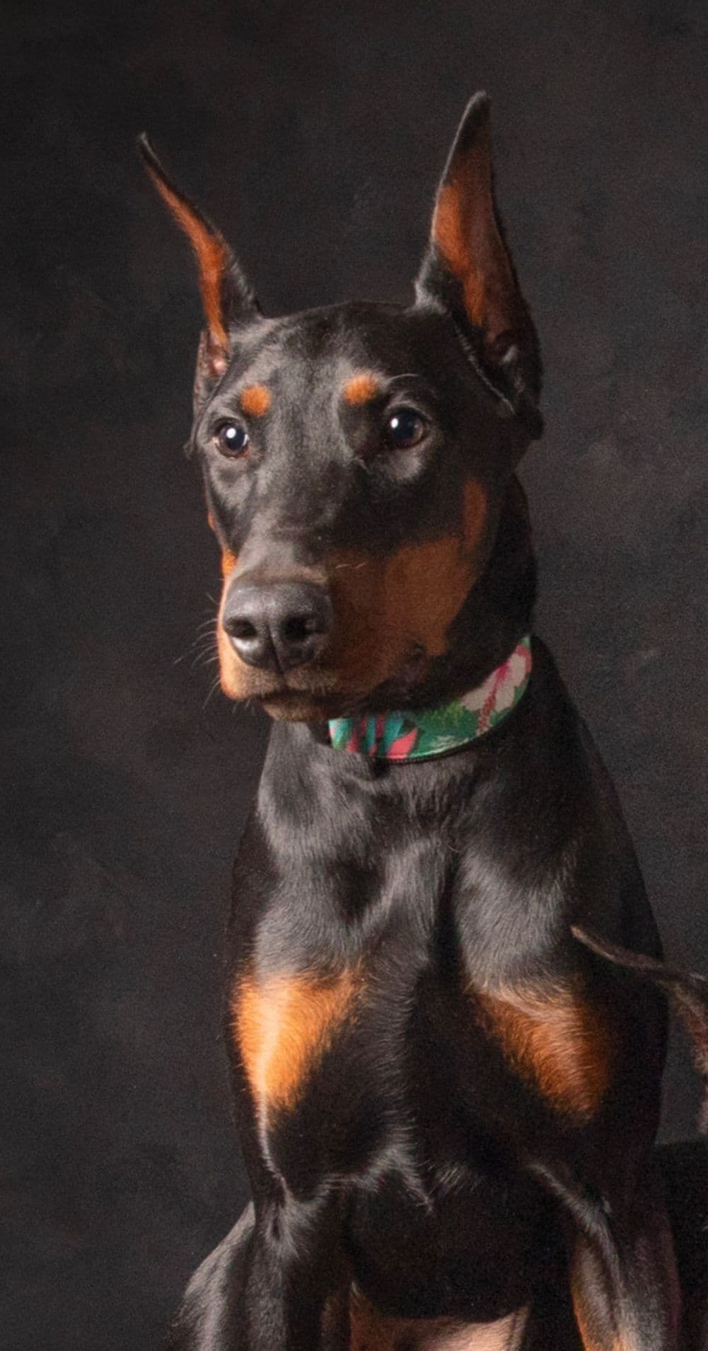 Doberman Pinscher Puppies breeder image 16