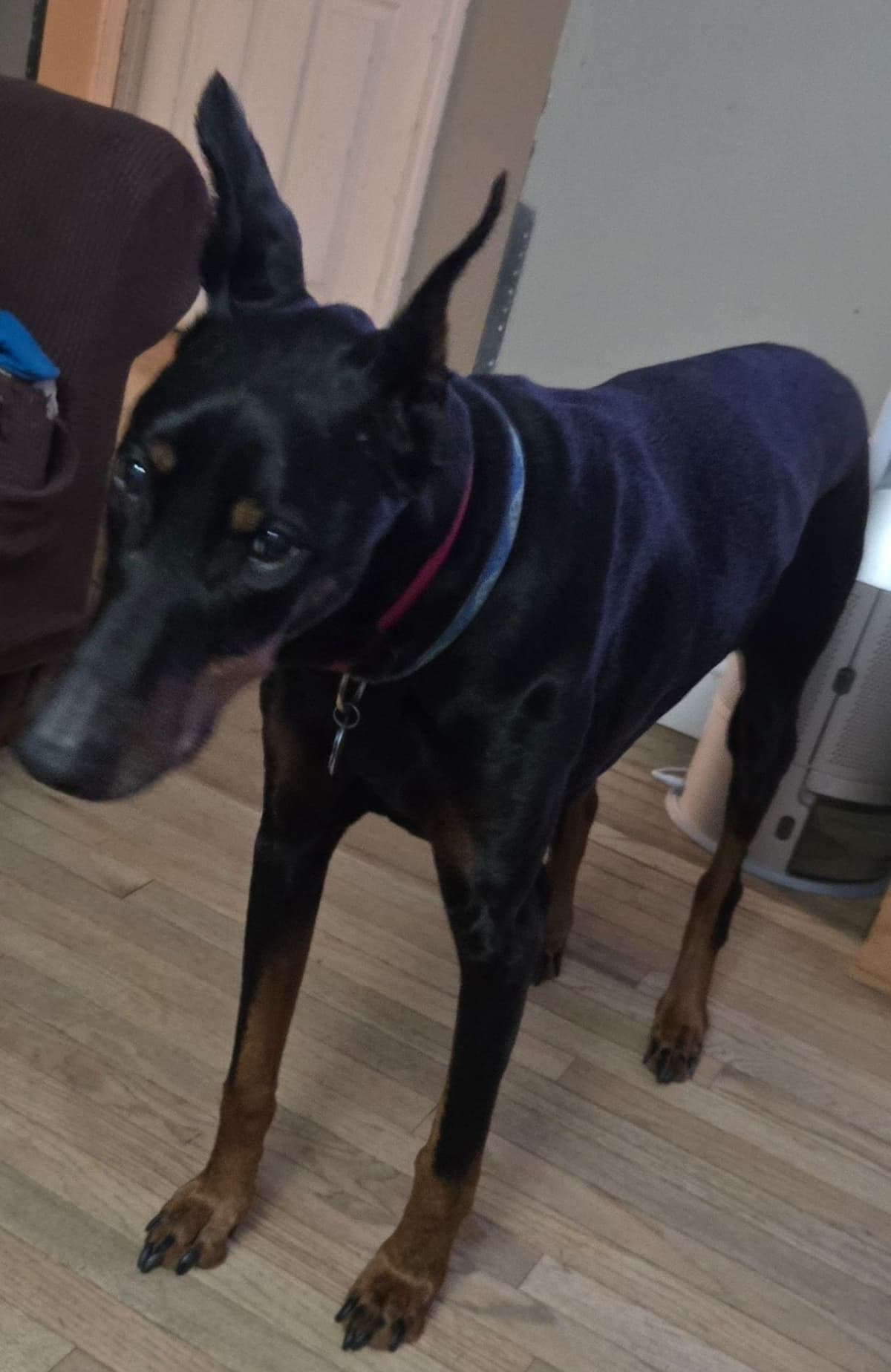 Doberman Pinscher Puppies breeder image 18