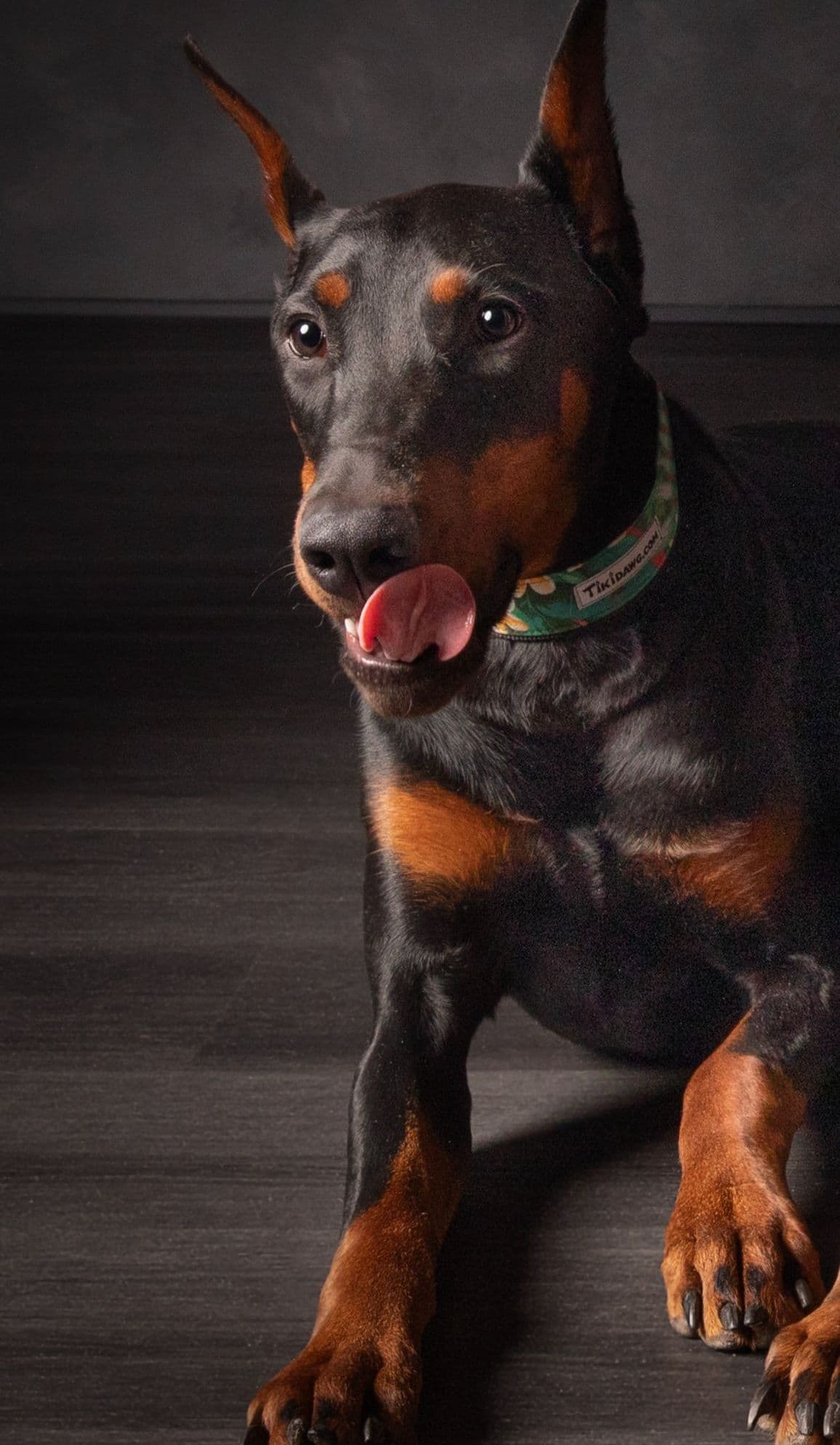 Doberman Pinscher Puppies breeder image 19