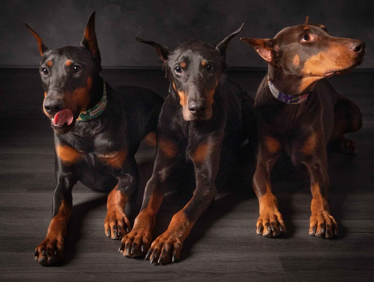 Doberman Pinscher Puppies breeder image 20