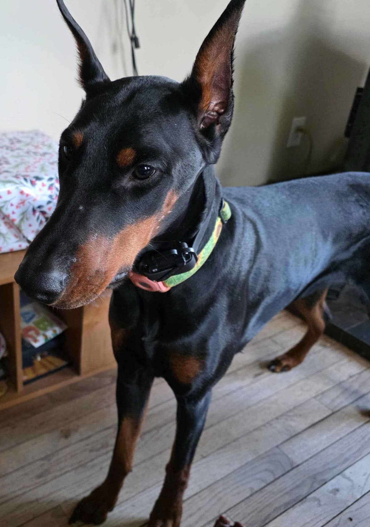 Doberman Pinscher Puppies breeder image 21