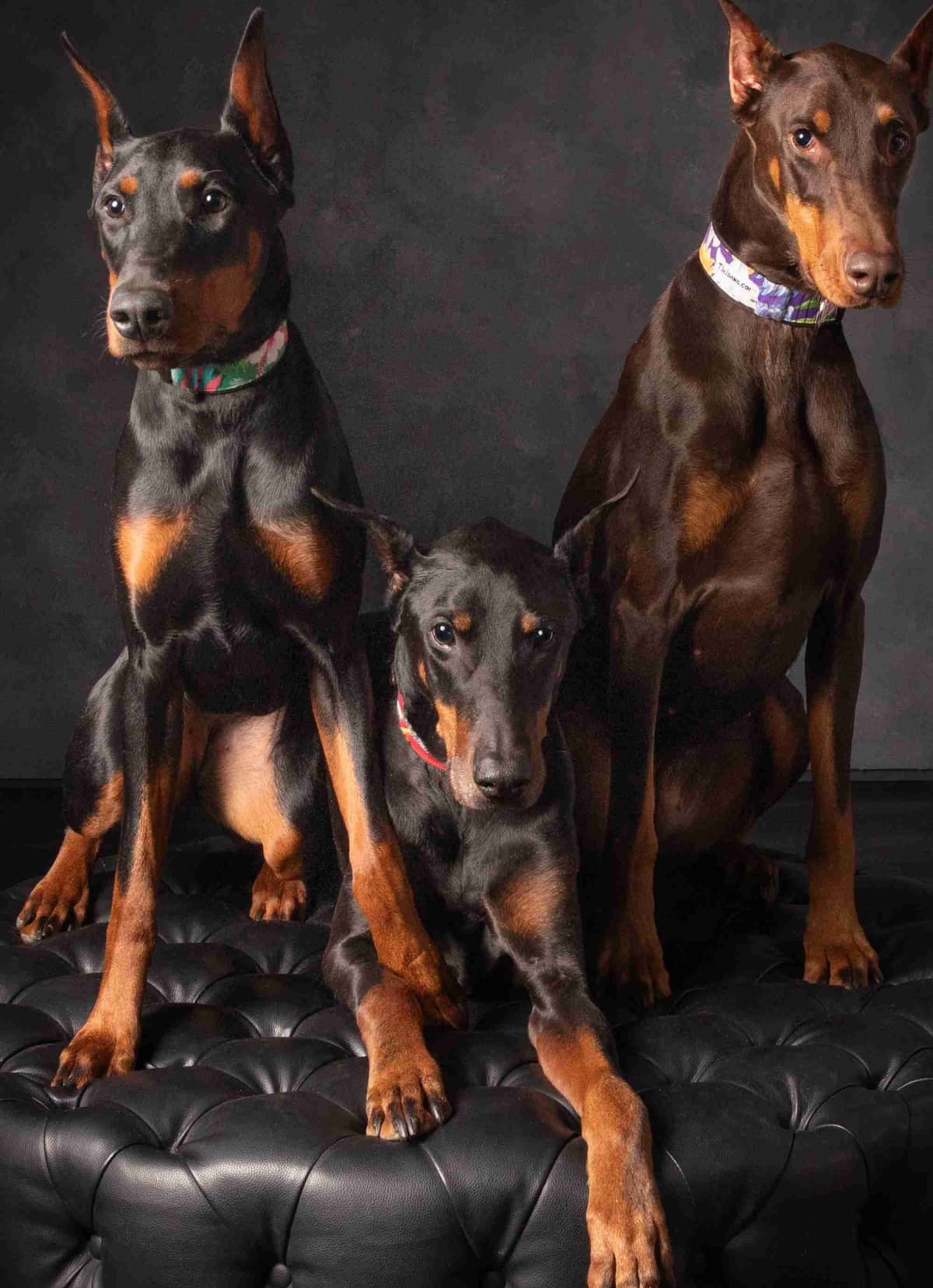 Doberman Pinscher Puppies breeder image 22