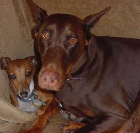 Doberman Pinscher Puppies breeder image 23