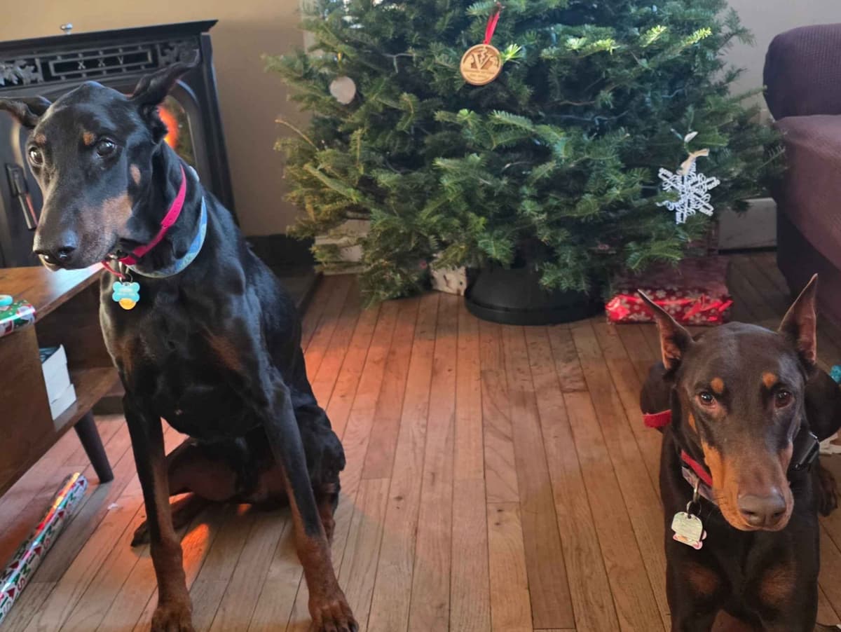 Doberman Pinscher Puppies breeder image 24