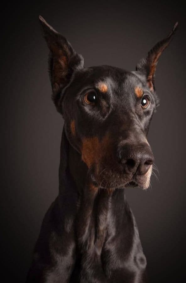 Doberman Pinscher Puppies breeder image 25