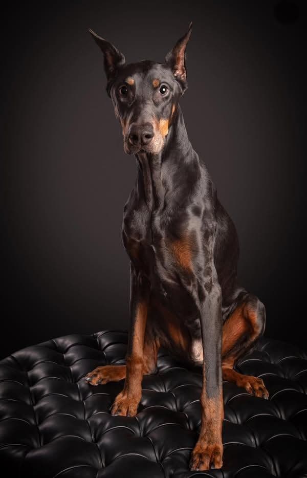Doberman Pinscher Puppies breeder image 26