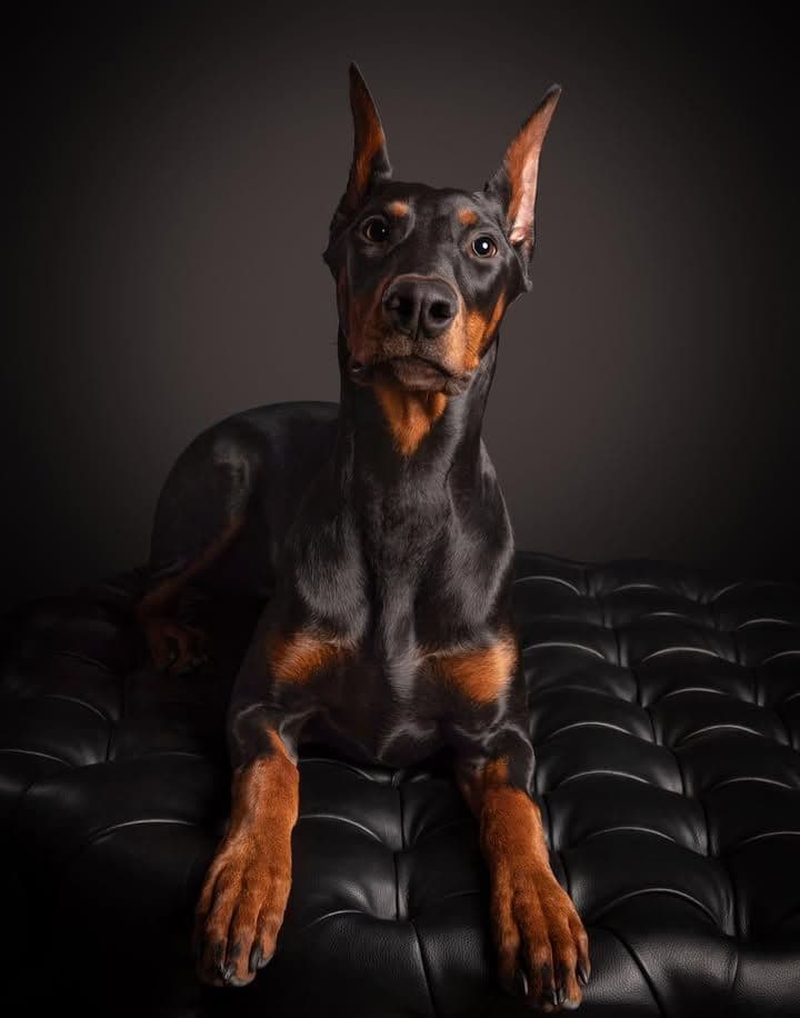 Doberman Pinscher Puppies breeder image 27