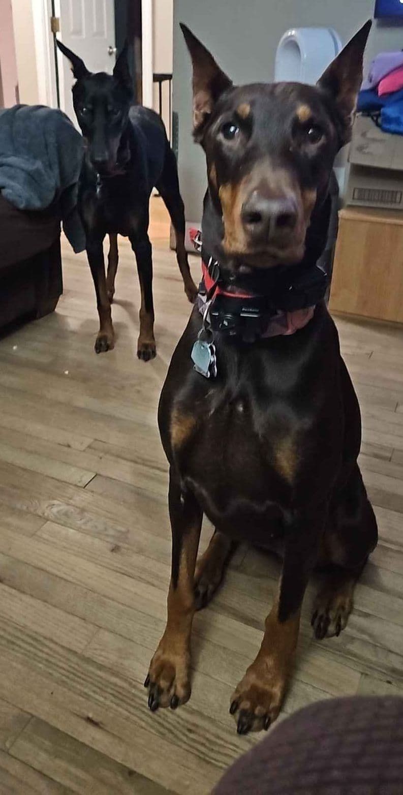 Doberman Pinscher Puppies breeder image 30
