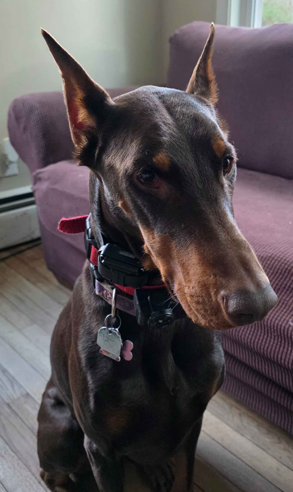 Doberman Pinscher Puppies breeder image 29
