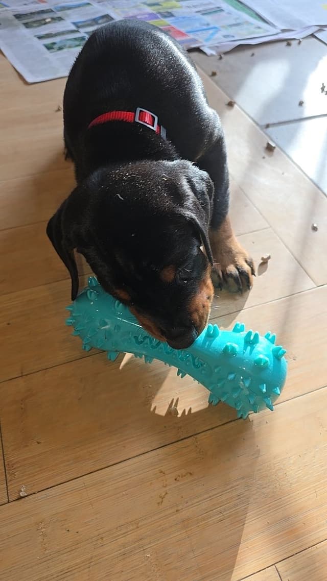Doberman Pinscher Puppies media 16