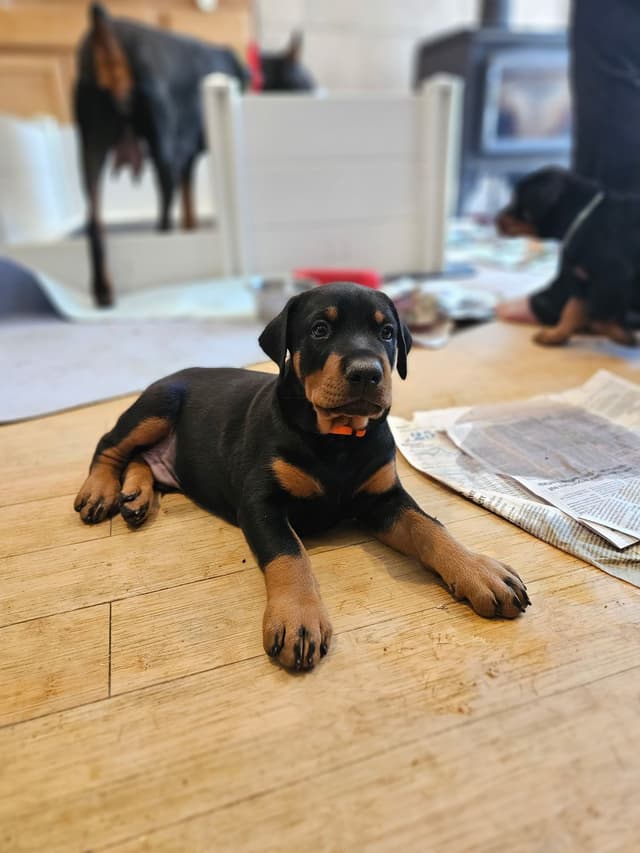 Doberman Pinscher Puppies media 14