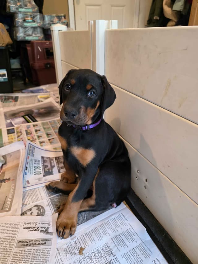 Doberman Pinscher Puppies media 6