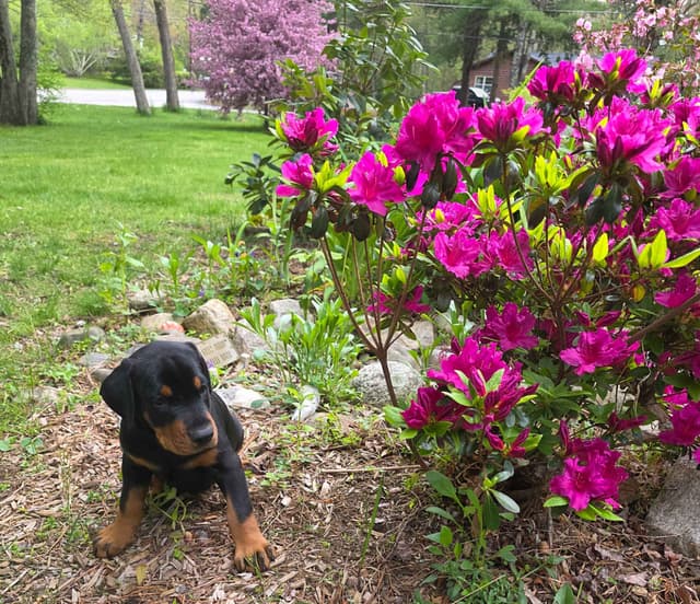 Doberman Pinscher Puppies media 9