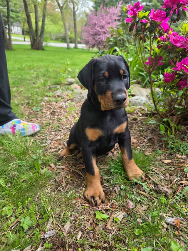 Doberman Pinscher Puppies media 2