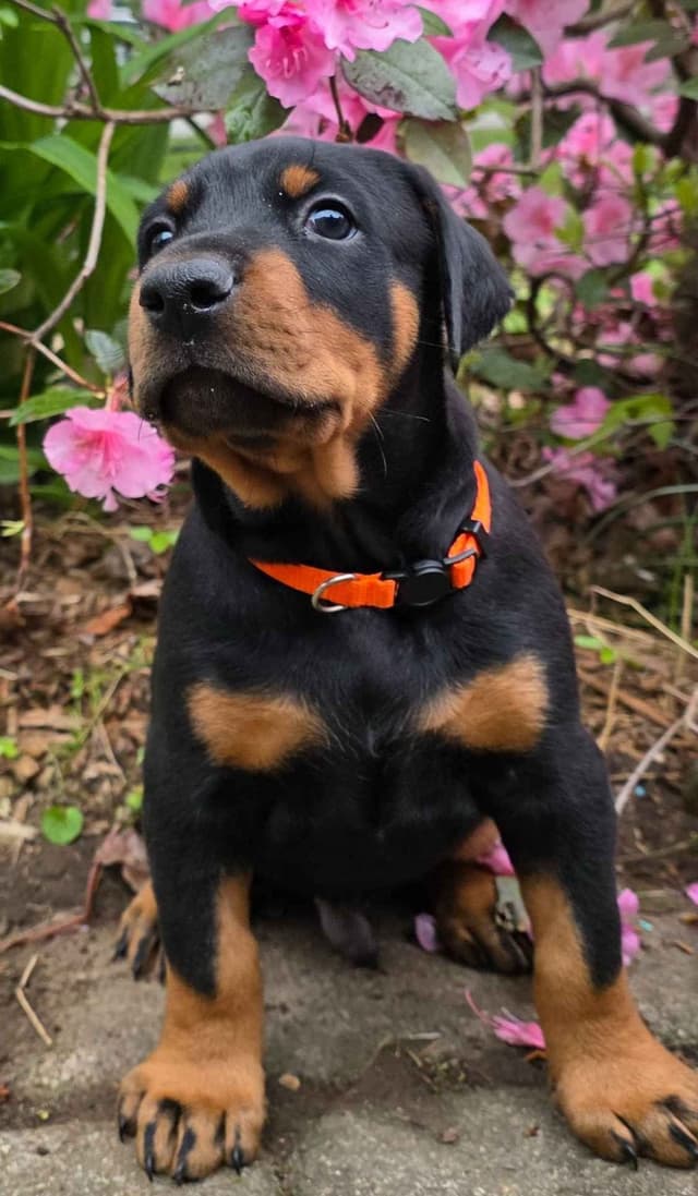 Doberman Pinscher Puppies media 15