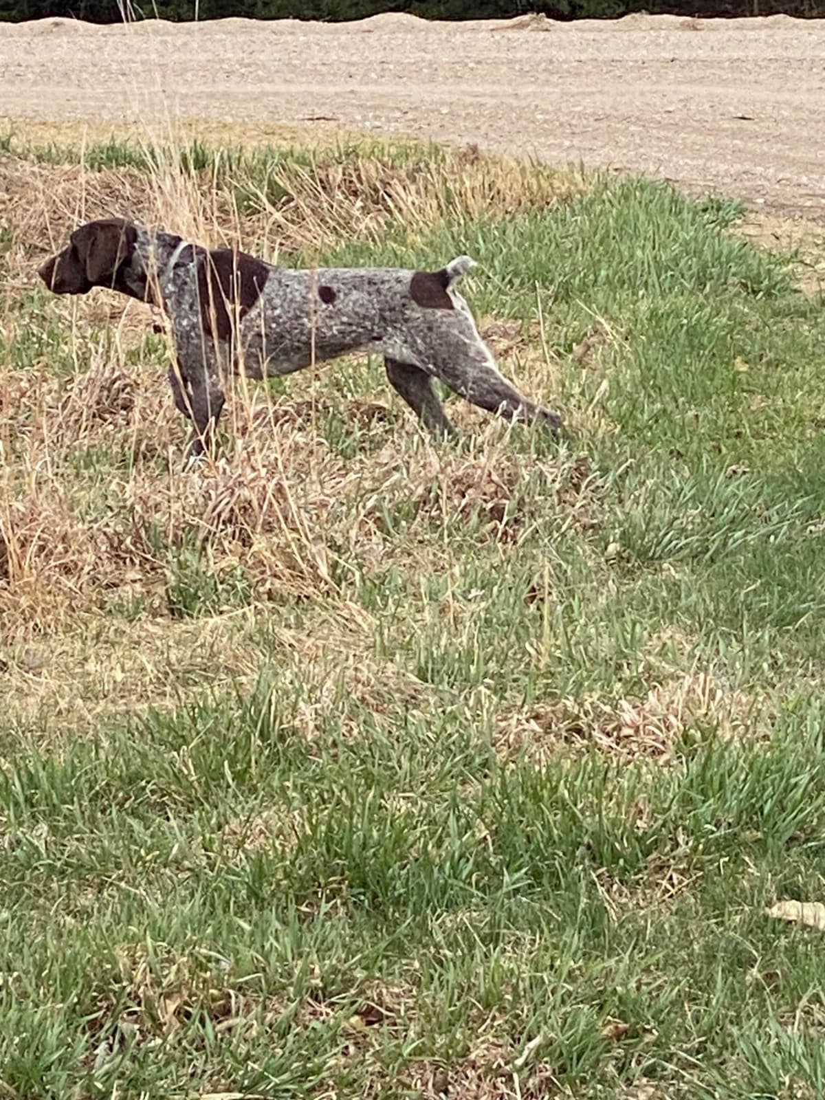 German Shorthaired Pointer Puppies breeder image 2
