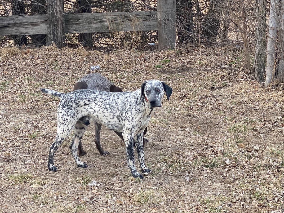 German Shorthaired Pointer Puppies breeder image 1