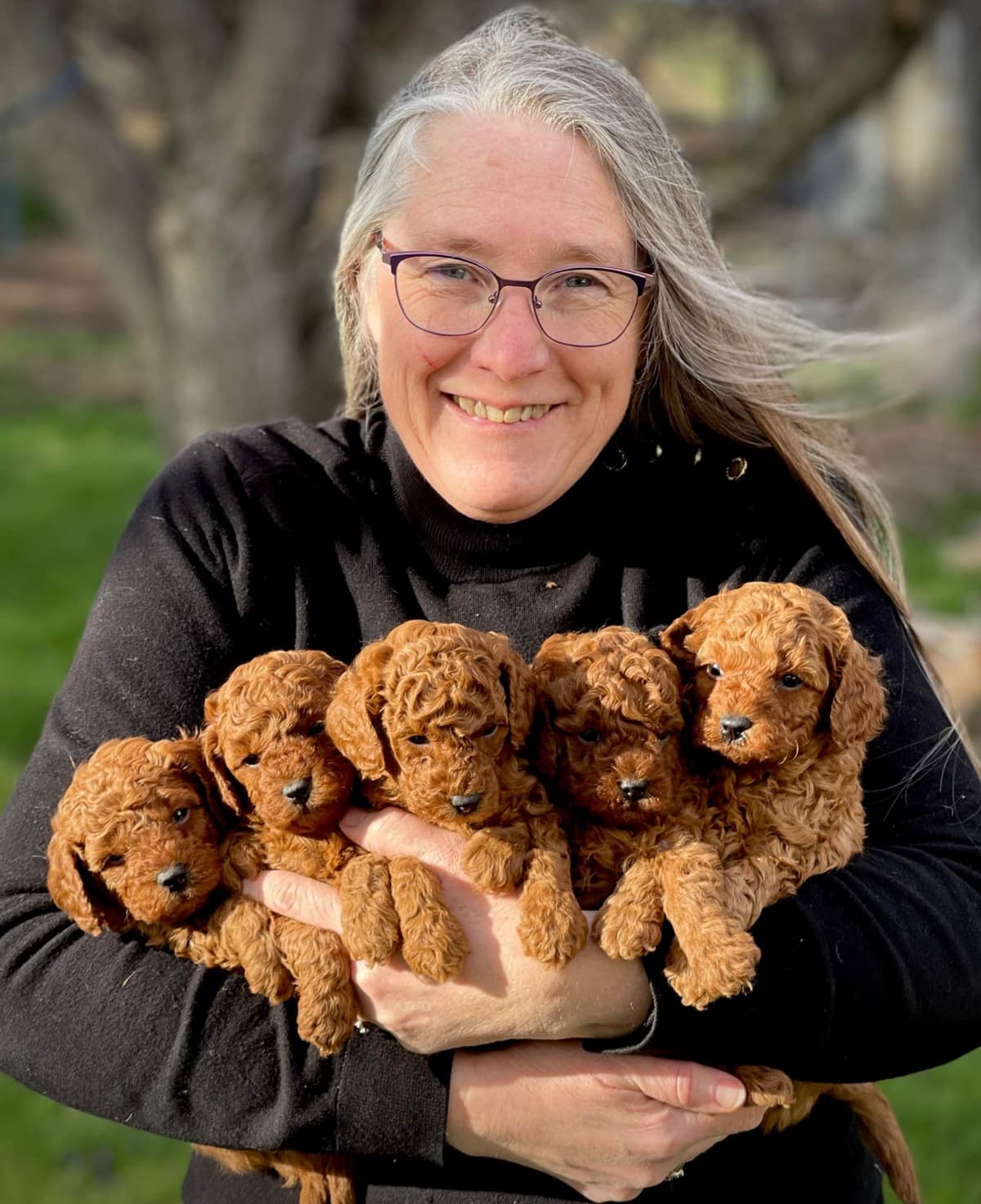 Poodle Puppies breeder image 1