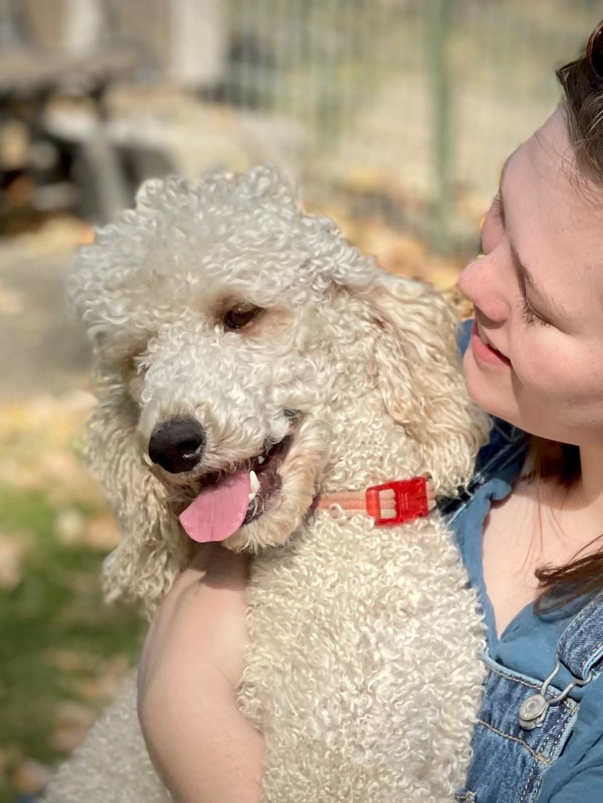 Poodle Puppies breeder image 2