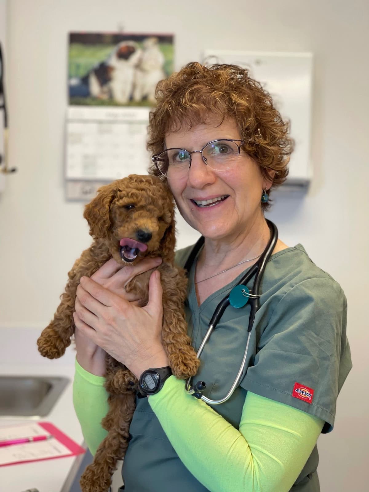 Poodle Puppies breeder image 4