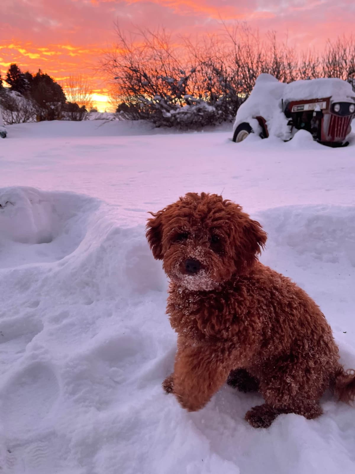 Poodle Puppies breeder image 6