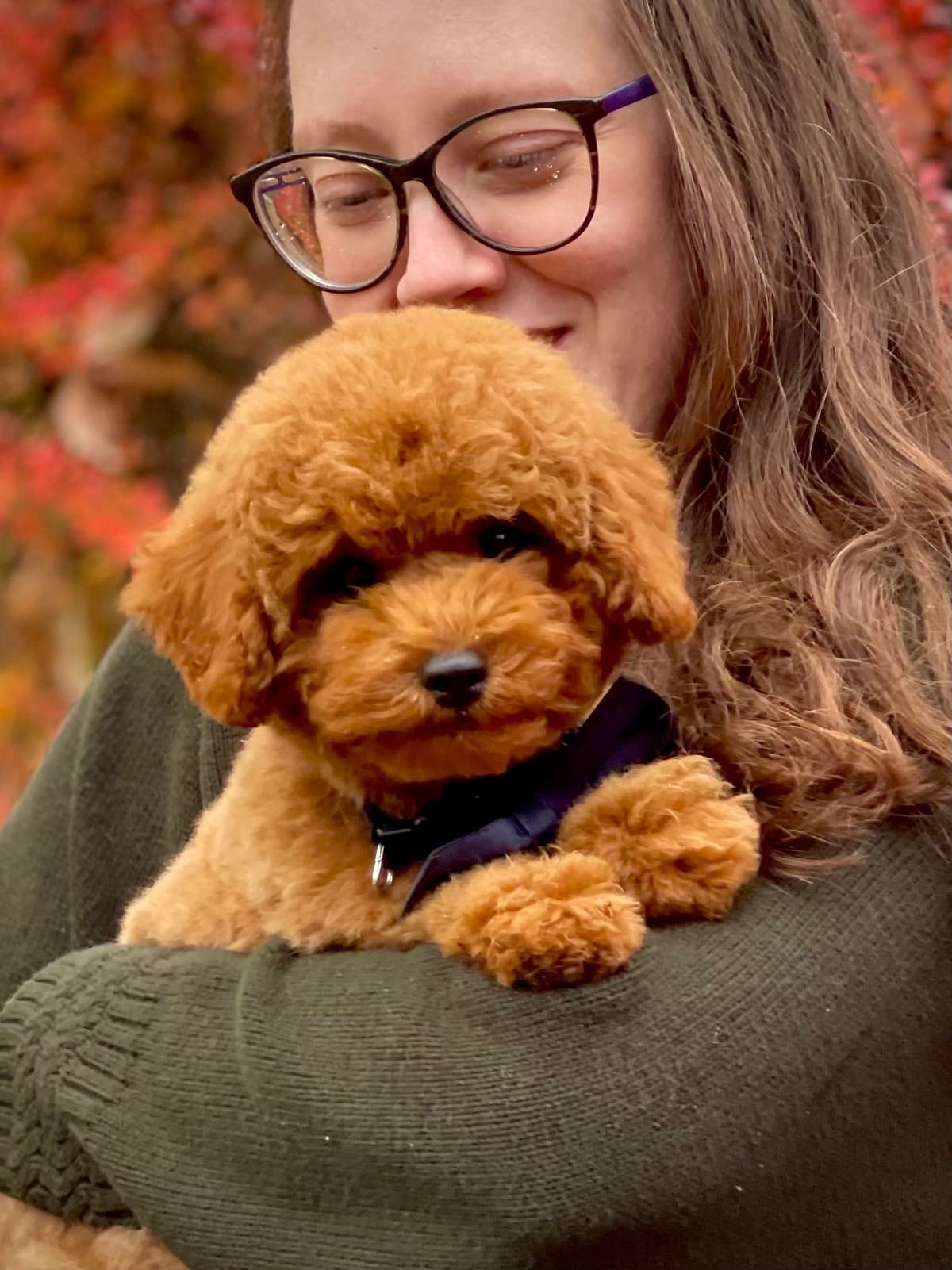 Poodle Puppies breeder image 5