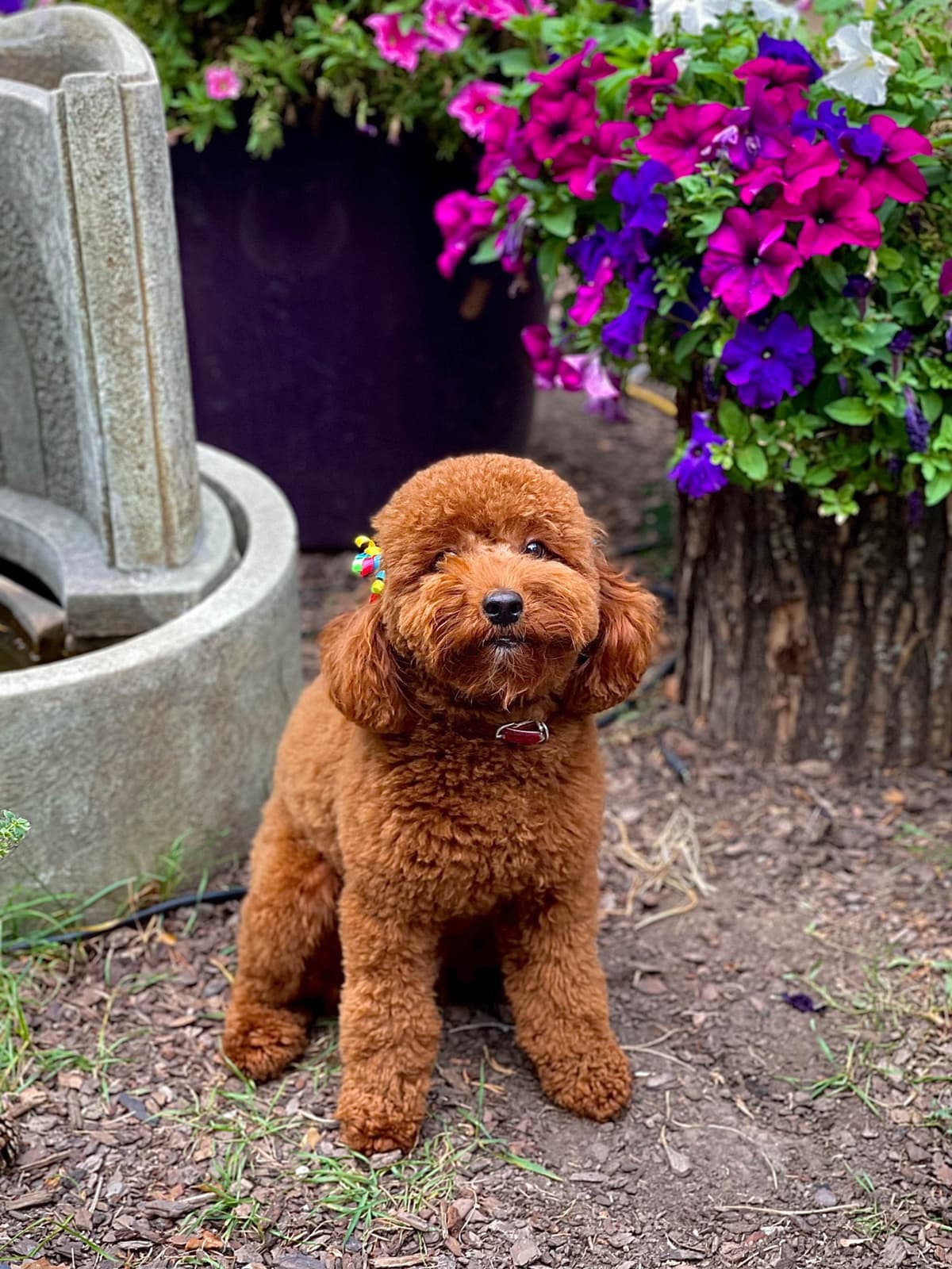 Poodle Puppies breeder image 9