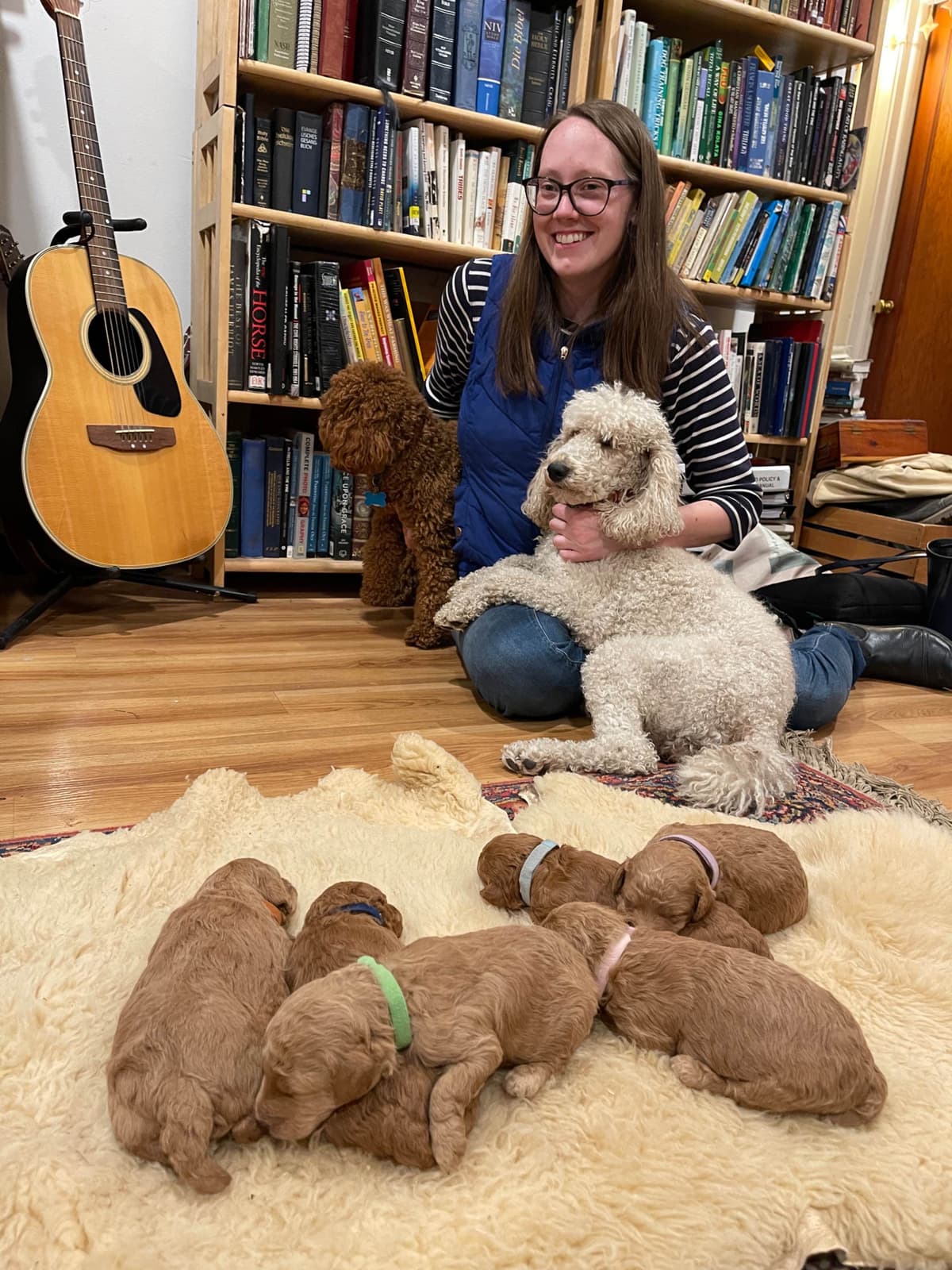 Poodle Puppies breeder image 11