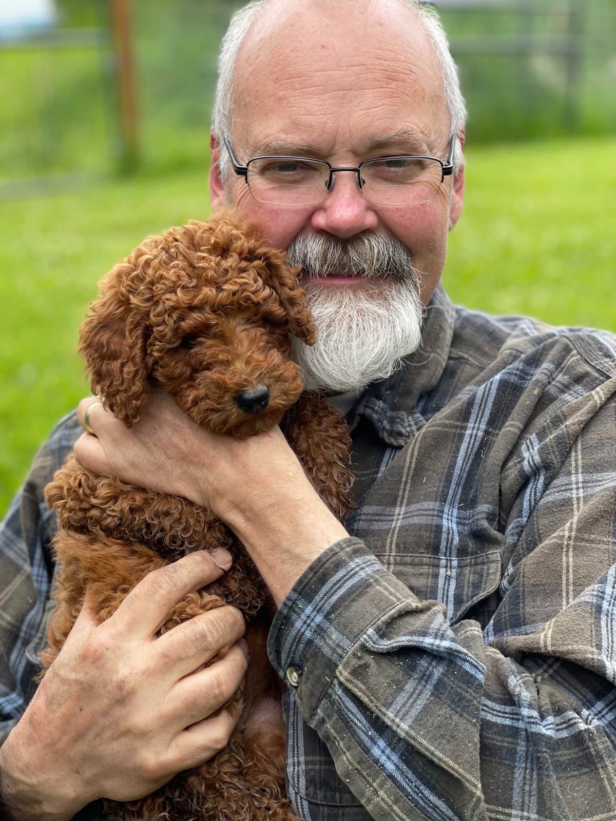 Poodle Puppies breeder image 10