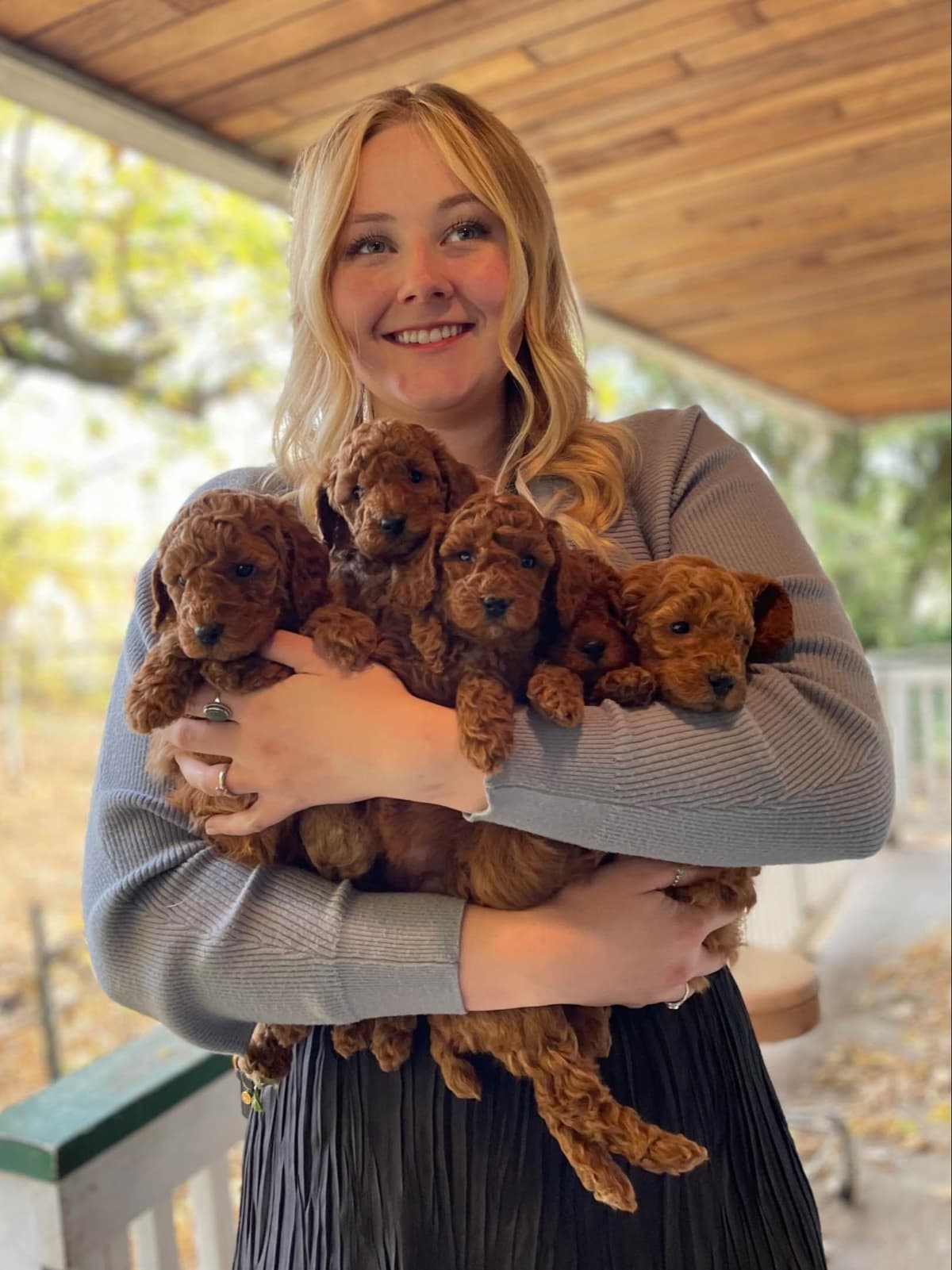 Poodle Puppies breeder image 12