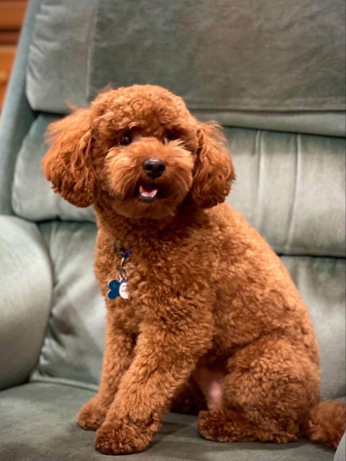 Poodle Puppies breeder image 13