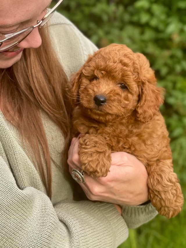 Poodle Puppies media 2