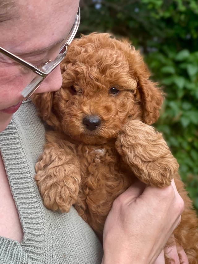 Poodle Puppies media 4
