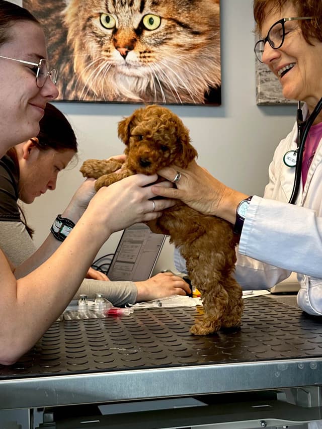 Poodle Puppies media 3