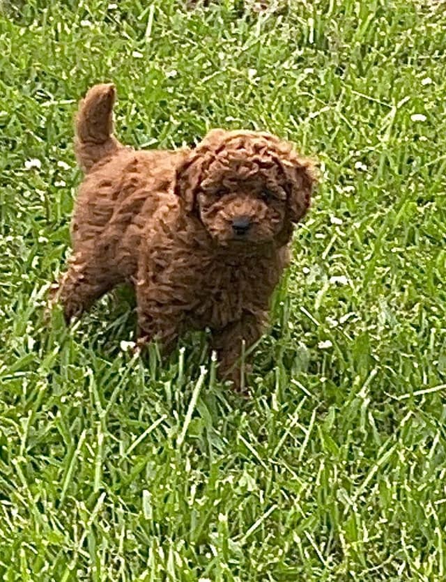 Poodle Puppies media 5