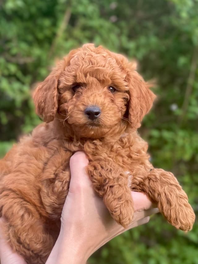 Poodle Puppies media 6