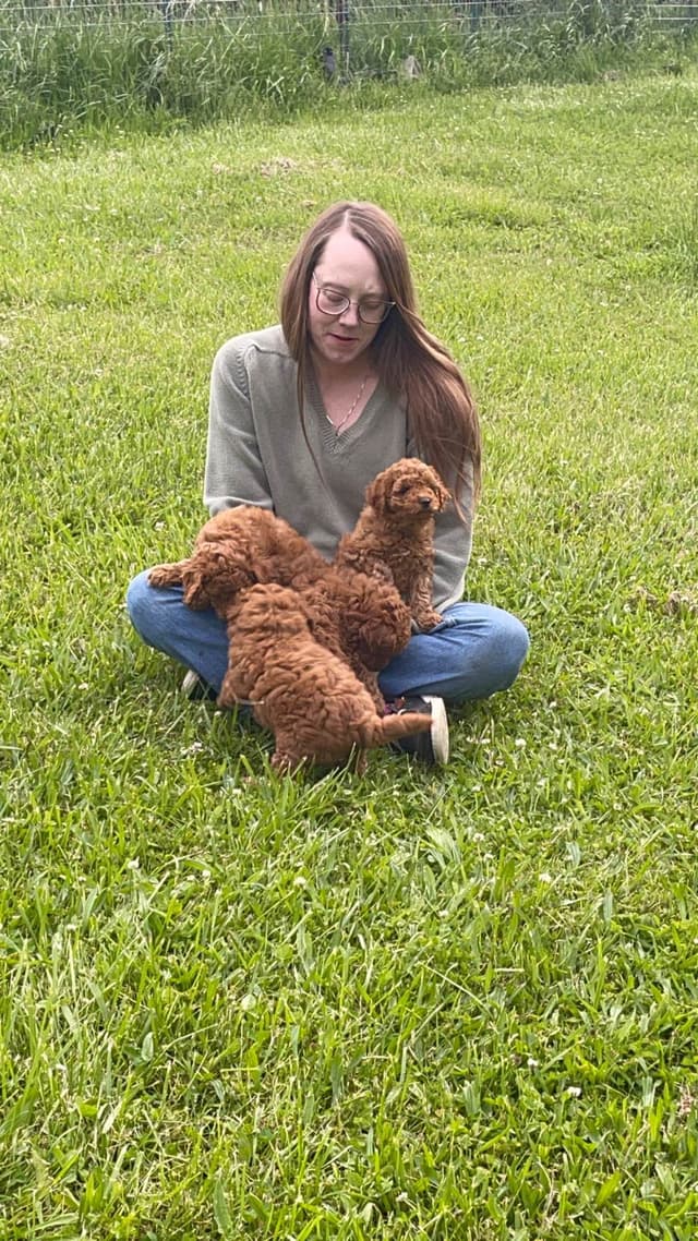 Poodle Puppies media 7