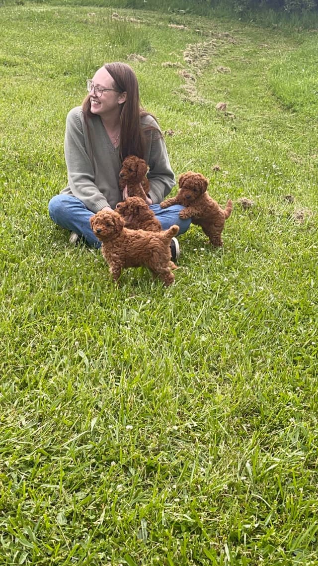 Poodle Puppies media 8