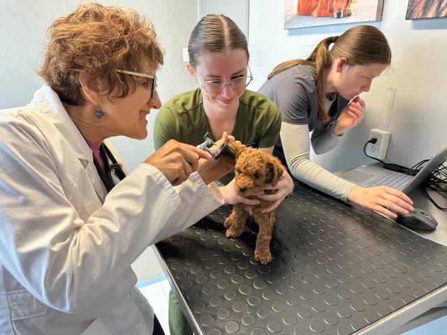 Poodle Puppies media 9