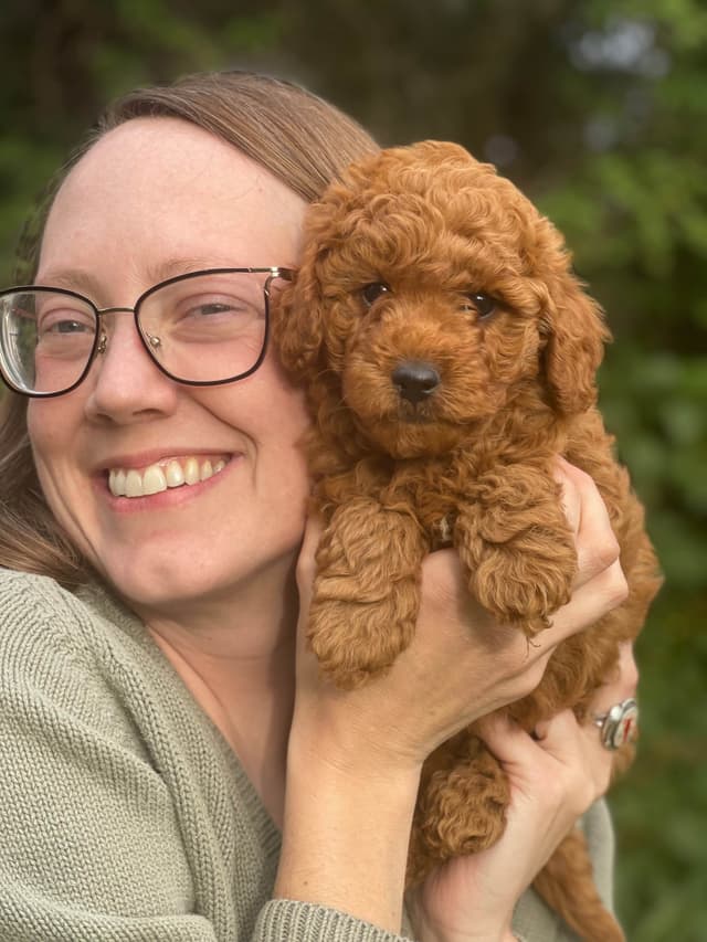 Poodle Puppies media 11