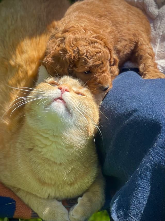 Poodle Puppies media 10
