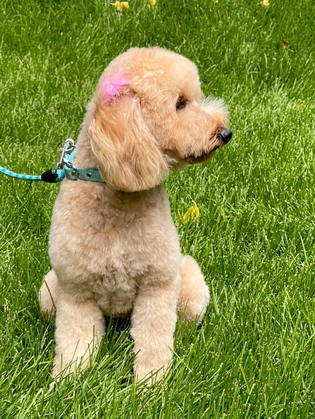Poodle Puppies media 14