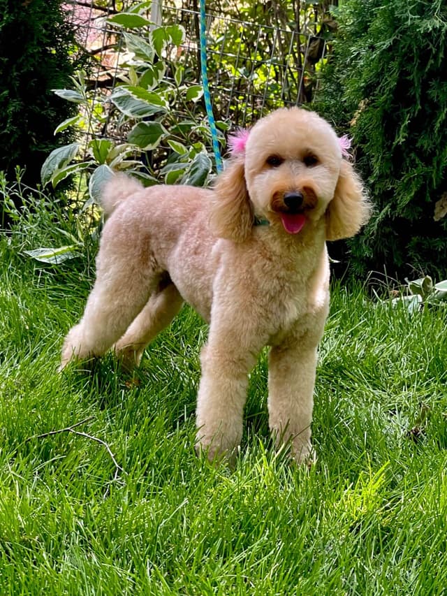 Poodle Puppies media 15
