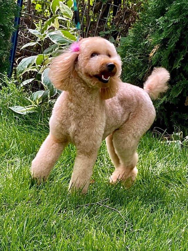 Poodle Puppies media 16